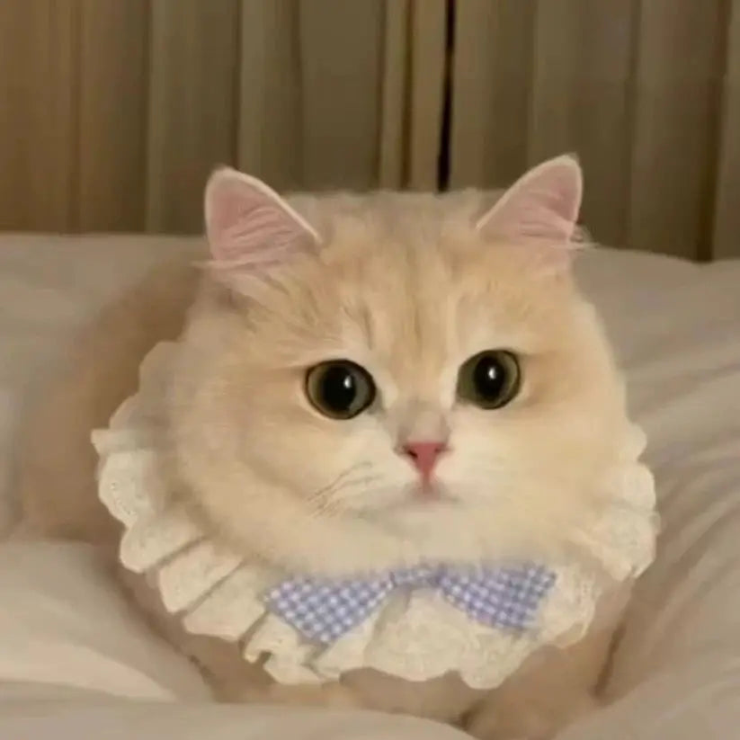 Fashionable solid color cute pet decoration pet accessories